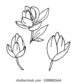Peony vector illustration. Doodle style. Design, print, logo, decor, textile, paper.