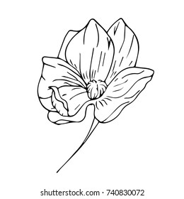 Peony vector illustration. Doodle style. Design, print, logo, decor, textile, paper.