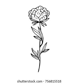 Peony vector illustration. Doodle style. Design, print, logo, decor, textile, paper