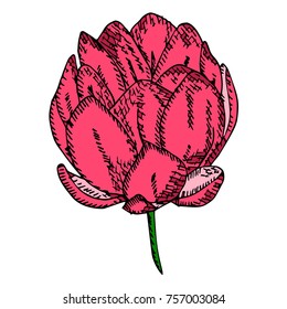 Peony vector illustration. Doodle style. Design, print, logo, decor, textile, paper