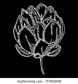 Peony vector illustration. Doodle style. Design, print, logo, decor, textile, paper