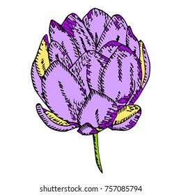 Peony vector illustration. Doodle style. Design, print, logo, decor, textile, paper