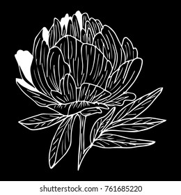 Peony vector illustration. Doodle style. Design, print, logo, decor, textile, paper