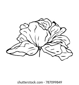 Peony vector illustration. Doodle style. Design, print, decor, textile, paper