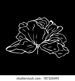 Peony vector illustration. Doodle style. Design, print, decor, textile, paper