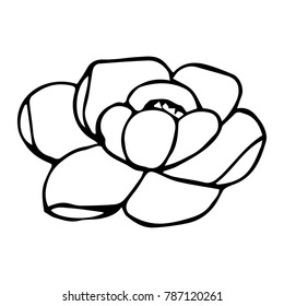 Peony vector illustration. Doodle style. Design, print, decor, textile, paper