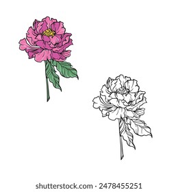 peony vector illustration. Drawing with line art style. Easy to edit. You can change color you want. Simple design outline style. Peony flower isolated on white background