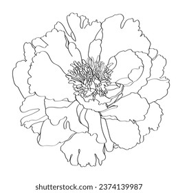 Peony vector illustration. Flower isolated on white. Black and white floral vector illustration of a peony