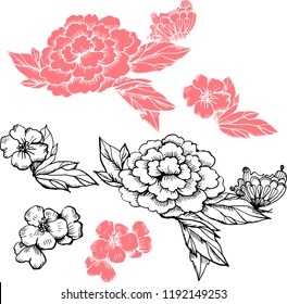 Peony. Vector ink illustration with silhouette. Chinoiserie style. Hand made illustration.
