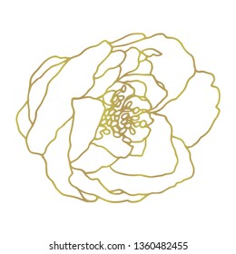 Peony vector. Line-art on white background. Spring flower with gold contour lines. Engraving style flower. Template greeting card, wedding invitation banner. Gold rose hand drawn. Sketch linear rose