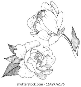 Peony in a vector style isolated. Full name of the plant: peony. Vector flower for background, texture, wrapper pattern, frame or border.