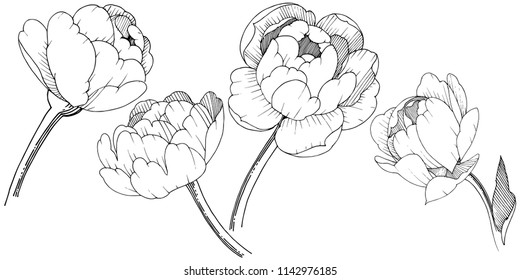 Peony in a vector style isolated. Full name of the plant: peony. Vector flower for background, texture, wrapper pattern, frame or border.