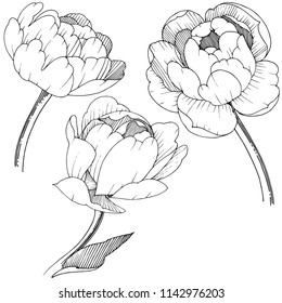 Peony in a vector style isolated. Full name of the plant: peony. Vector flower for background, texture, wrapper pattern, frame or border.