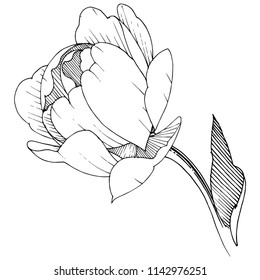 Peony in a vector style isolated. Full name of the plant: peony. Vector flower for background, texture, wrapper pattern, frame or border.