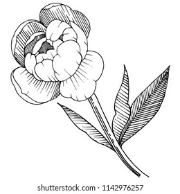 Peony en un estilo vectorial aislado. Nombre completo de la planta: peonía. Flor vectorial para fondo, textura, patrón envolvente, marco o borde.