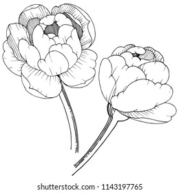 Peony en un estilo vectorial aislado. Nombre completo de la planta: peonía. Flor vectorial para fondo, textura, patrón envolvente, marco o borde.