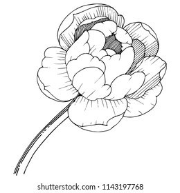 Peony in a vector style isolated. Full name of the plant: peony. Vector flower for background, texture, wrapper pattern, frame or border.