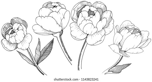 Peony in a vector style isolated. Full name of the plant: peony. Vector flower for background, texture, wrapper pattern, frame or border.