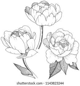 Peony in a vector style isolated. Full name of the plant: peony. Vector flower for background, texture, wrapper pattern, frame or border.