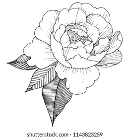 Peony in a vector style isolated. Full name of the plant: peony. Vector flower for background, texture, wrapper pattern, frame or border.
