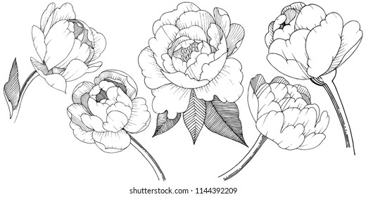 Peony in a vector style isolated. Full name of the plant: peony. Vector flower for background, texture, wrapper pattern, frame or border.