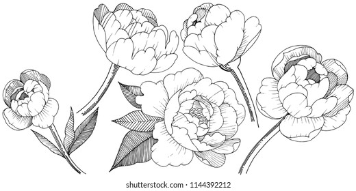 Peony in a vector style isolated. Full name of the plant: peony. Vector flower for background, texture, wrapper pattern, frame or border.