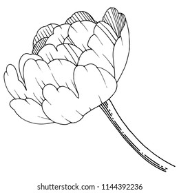 Peony in a vector style isolated. Full name of the plant: peony. Vector flower for background, texture, wrapper pattern, frame or border.