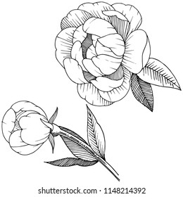 Peony in a vector style isolated. Full name of the plant: peony. Vector flower for background, texture, wrapper pattern, frame or border.