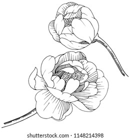 Peony in a vector style isolated. Full name of the plant: peony. Vector flower for background, texture, wrapper pattern, frame or border.