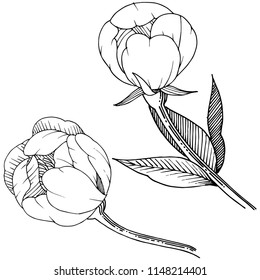 Peony in a vector style isolated. Full name of the plant: peony. Vector flower for background, texture, wrapper pattern, frame or border.