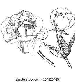 Peony in a vector style isolated. Full name of the plant: peony. Vector flower for background, texture, wrapper pattern, frame or border.
