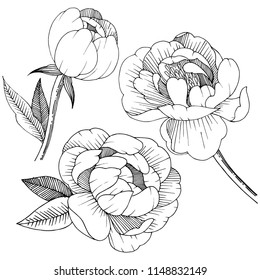 Peony in a vector style isolated. Full name of the plant: peony. Vector flower for background, texture, wrapper pattern, frame or border.