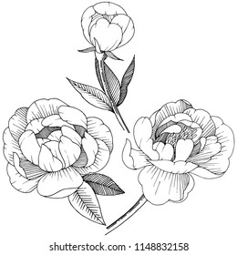 Peony in a vector style isolated. Full name of the plant: peony. Vector flower for background, texture, wrapper pattern, frame or border.