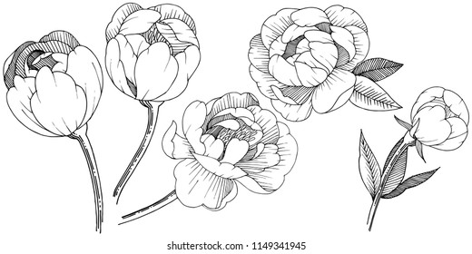 Peony in a vector style isolated. Full name of the plant: peony. Vector flower for background, texture, wrapper pattern, frame or border.