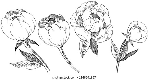 Peony in a vector style isolated. Full name of the plant: peony. Vector flower for background, texture, wrapper pattern, frame or border.