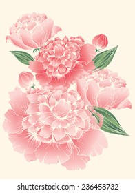 peony vector/illustration