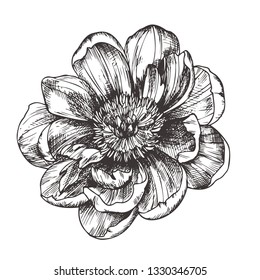 Peony. Vintage floral vector illustration, etching hand drawn clip art.