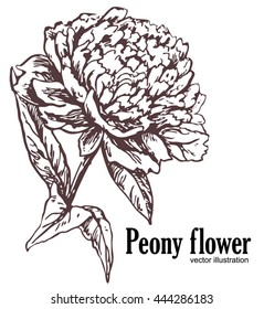 Peony in vintage style. Vector illustration. Flowers and leaves of peony, a set of hand painted design elements.