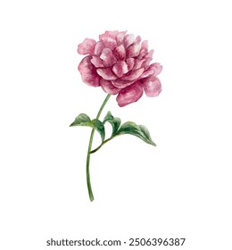 Peony watercolor. Burgundy flower with leaves and stem. Vector illustration. Greeting cards, wedding invitations and large holiday banners, posters.