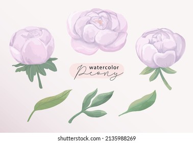 Peony watercolor illustration set. Botanical violet purple flower and leaf collection art element. Flower clip art isolated.