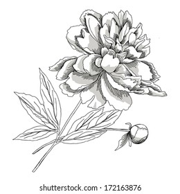 Peony.Sketch black and white.Vector illustration