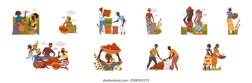 People Character Harvesting Coffee Picking Fresh Fruit in Basket Vector Set