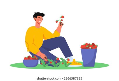 People with farm work concept. Farming and agriculture, rural scene. Man picking up strawberries. Natural and organic food. Cartoon flat vector illustration isolated on white background