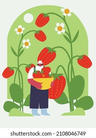 People gardening. man planting gardens strawberry, agriculture gardener hobby plants outdoor. summer strawberry. Vector landscape designers and farming equipment. Funny colored typography poster.