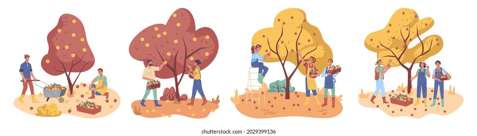 People gather apples crop in boxes, farmers collect ripe fruits from trees, flat cartoon characters. Vector autumn harvest and workers, ladder and trolley cart, man woman plucking and picking apple