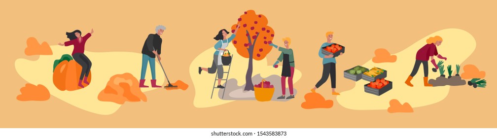 People gathering crops or seasonal harvest, collecting ripe vegetables, picking fruits and berries, remove leaves. Men, women work on a farm. Agricultural workers in autumn. Cartoon vector