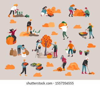 People gathering crops or seasonal harvest, collecting ripe vegetables, picking fruits and berries, remove leaves. Men, women work on a farm. Agricultural workers in autumn. Cartoon vector