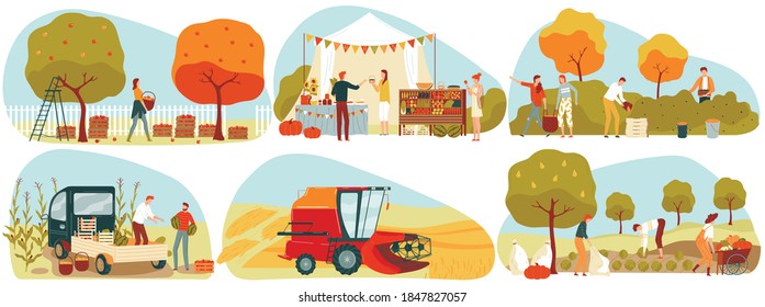 People gathering crops or seasonal harvest in garden, farmers in autumn, set of vector illustrations. Farmer market. Men and women farming, collecting ripe fruits, berries and vegetables.