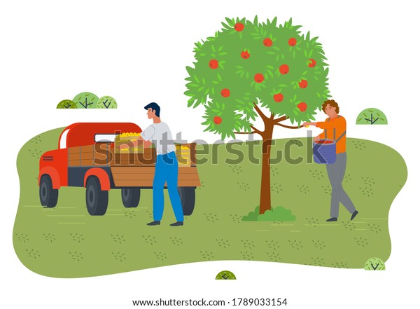 People gathering fresh apples in garden from\
apple tree. Guy holding basket full of fruits. Man loading wooden\
boxes with fresh crop into car body. Gardening works, farming\
works, isolated