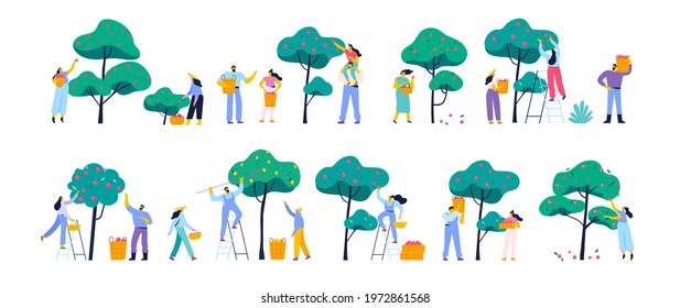 People gathering fruits in orchard or at farm flat vector illustration